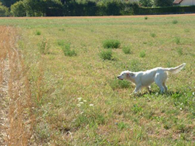 Sally à l'arrêt sur perdrix (31.07.2003)